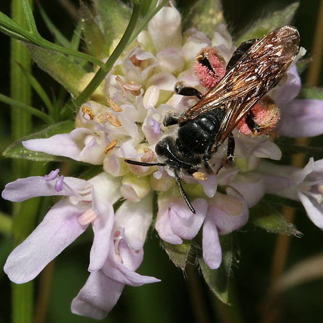 Andrena hattorfiana, W