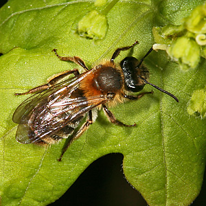 Sandbiene Andrena helvola, W