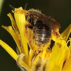 Sandbiene Andrena humilis, W