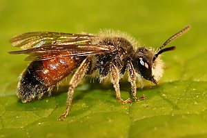 Sandbiene Andrena labiata, M