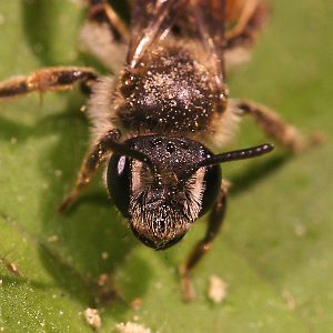 Andrena labiata, W: Kopf-Portrait
