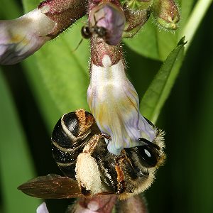 Andrena lathyri, W, an Vicia sepium (4)