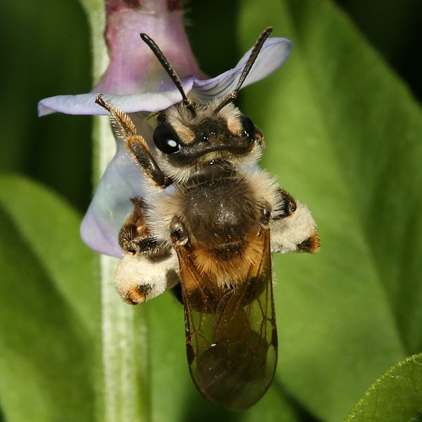 Andrena lathyri, W