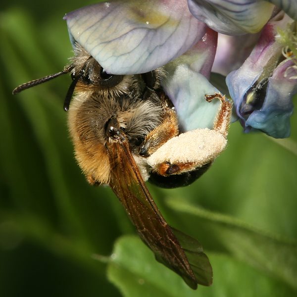 Andrena lathyri, W