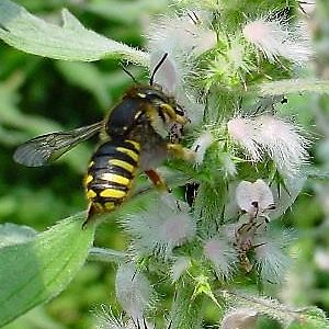 Wollbiene Anthidium manicatum am Herzgespann (jac)