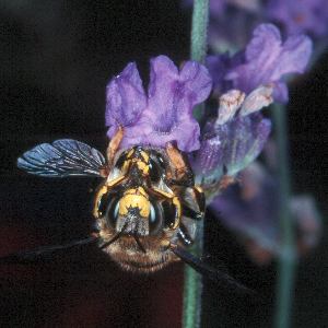 Wollbiene Anthidium manicatum: Paarung (2)