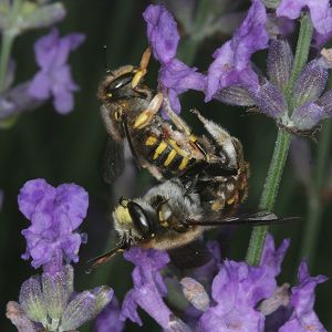 Wollbiene Anthidium manicatum: Paarung (3)
