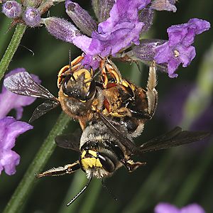 Anthidium manicatum: Kopula (1 - SG, 26.6.2005)