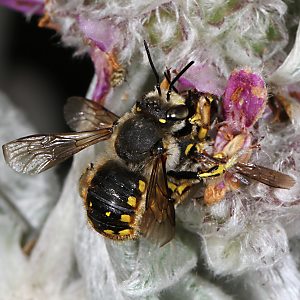Große Wollbiene (Anthidium manicatum): Paarung