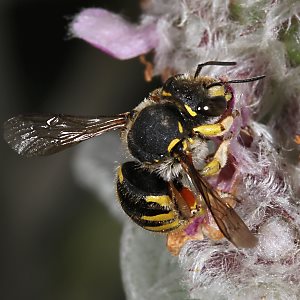 Große Wollbiene (Anthidium manicatum), W