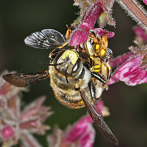 Große Wollbiene (Anthidium manicatum), M W: Paarung
