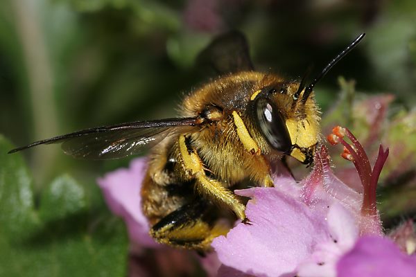 Anthidium manicatum, M