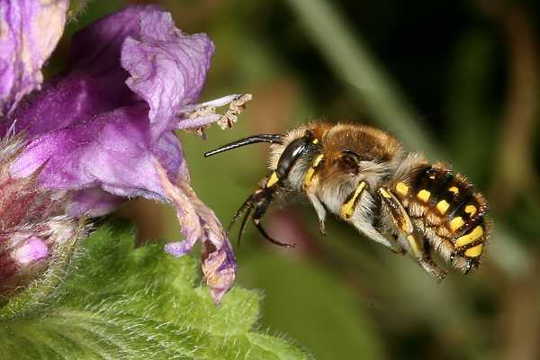 Anthidium manicatum, M