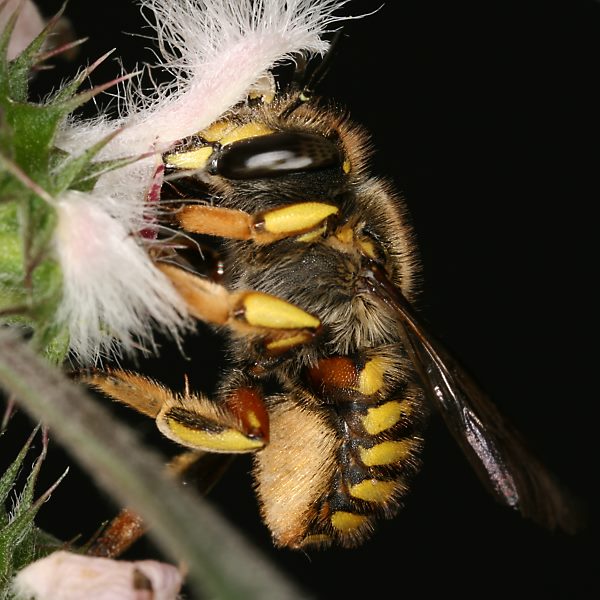 Anthidium manicatum, W