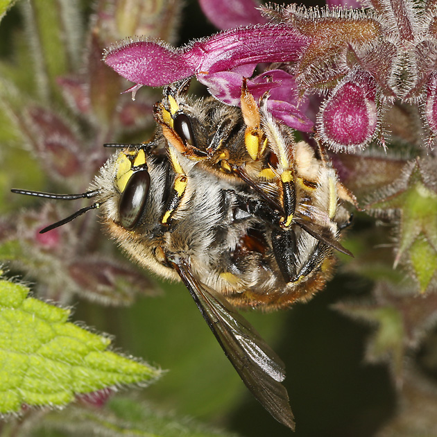 Anthidium manicatum, M W: Paarung
