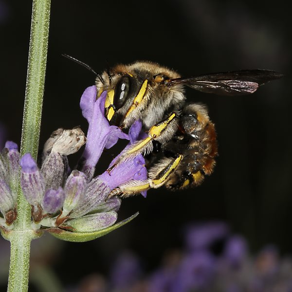 Anthidium manicatum, M