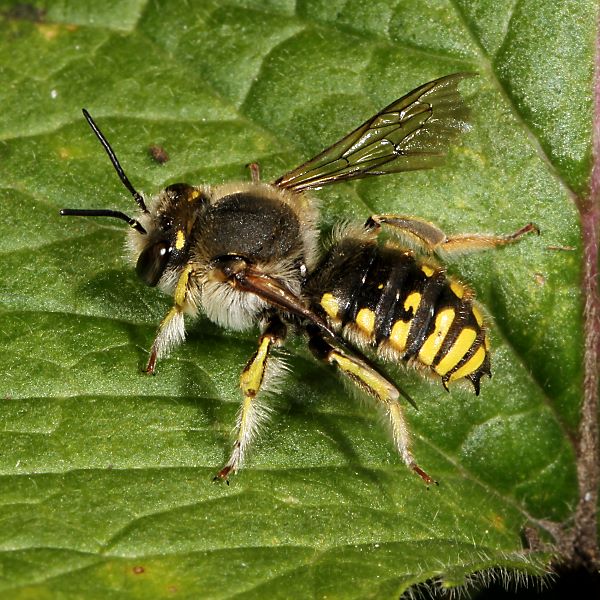 Anthidium manicatum, M: Profil mit Dreizack