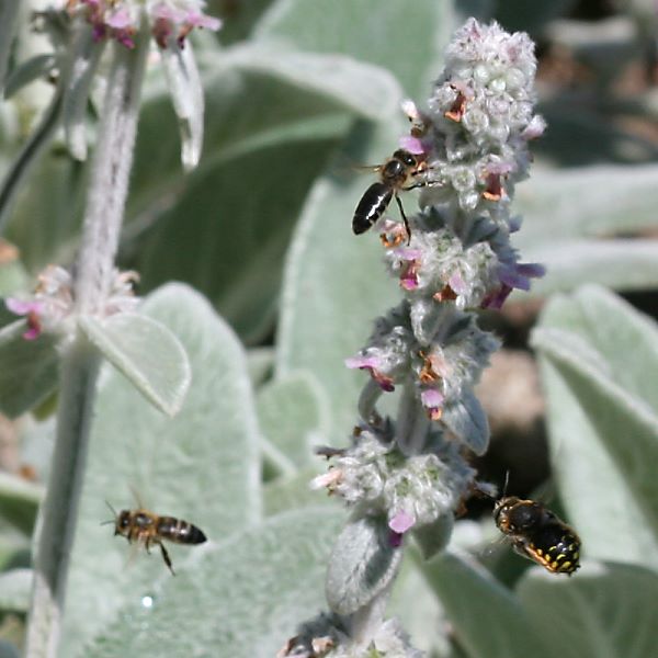 Anthidium manicatum, M: Jagd auf Honigbienen