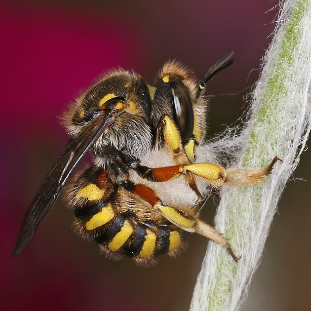 Anthidium manicatum, W: Pflanzenwolle sammelnd