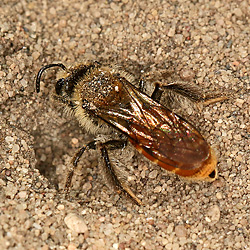 Sandbiene Andrena marginata