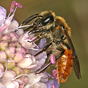 Andrena marginata, W