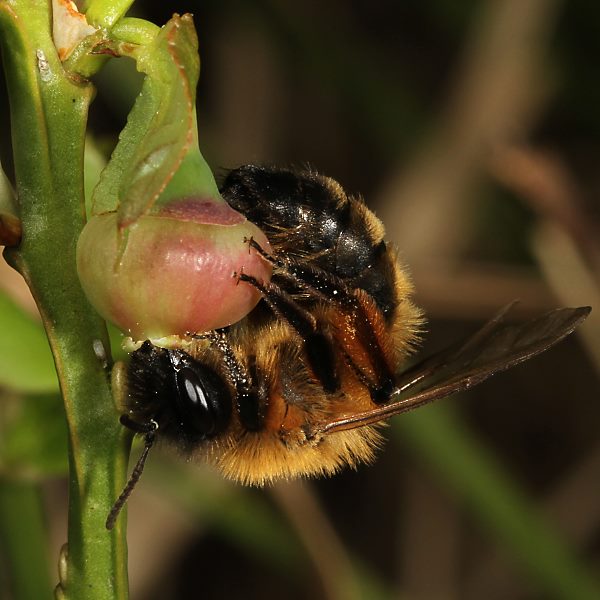 Andrena nigroaenea, W