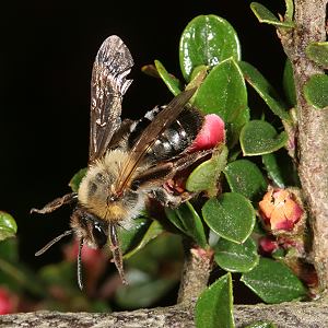 Andrena nitida, W, verblaßt (1)
