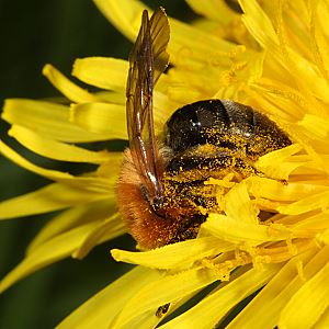 Andrena nitida, W, auf Löwenzahn (4)