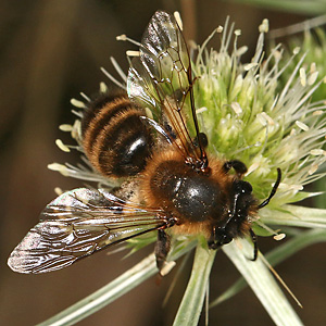 Andrena nuptialis, W