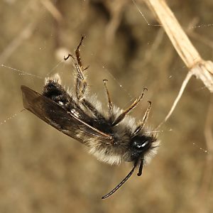 Andrena nycthemera, M, im Spinnennetz (1)