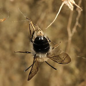 Andrena nycthemera, M, im Spinnennetz (2)