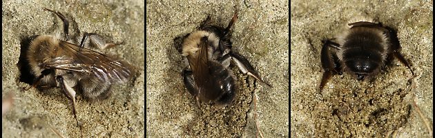 Andrena-nycthemera-W gräbt einen Nistgang (1-3)