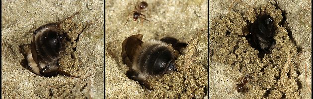Andrena-nycthemera-W gräbt einen Nistgang (4-6)