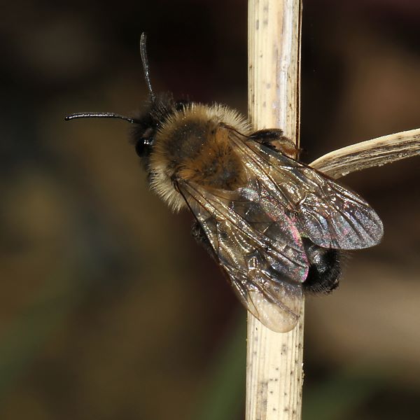 Andrena nycthemera, W