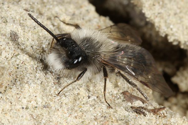 Andrena nycthemera, M