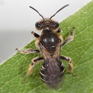 Andrena ovatula, W