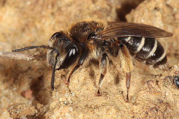 Andrena ovatula, W