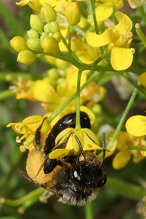 Andrena pilipes, W, an Rorippa (4)