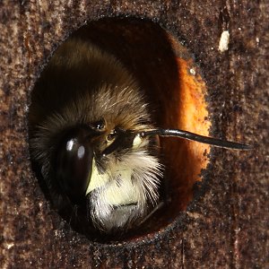 Anthophora plumipes: Männchen in Holzloch