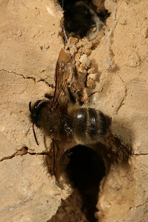 Anthophora plumipes: totes Weibchen