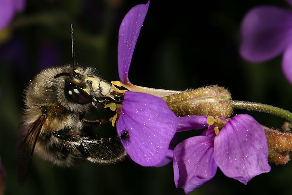 Anthophora plumipes, M an Blaukissen