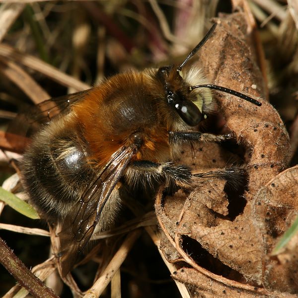 Anthophora plumipes, M sonnenbadend