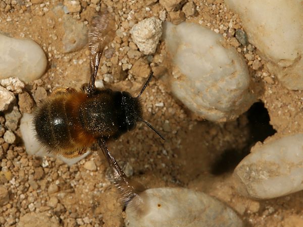 Anthophora plumipes, W &uuml;ber Nistloch schwebend