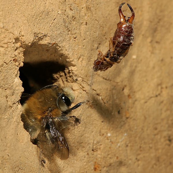 Anthophora plumipes, M