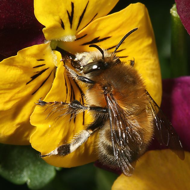 Anthophora plumipes, M