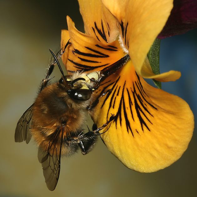 Anthophora plumipes, M