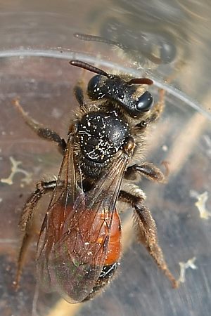 Andrena potentillae, W, in der Becherlupe