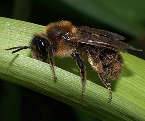 Andrena praecox, W