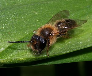 Andrena praecox, M