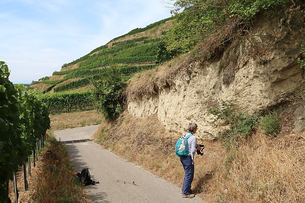 Anthophora-pubescens-Nistwand